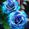 Rosen blumenzwiebeln winterharte mehrjährig,Charmantes Aroma,Rosenrhizom,Gartendekoration,rosafarbene zwiebel,lila rosen winterhart.-2zwiebeln-F