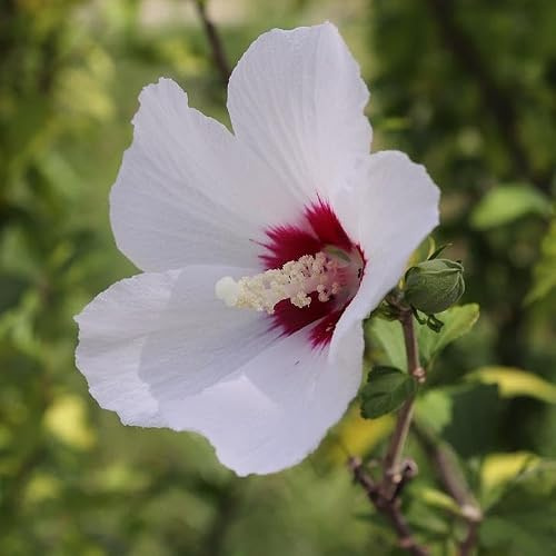 Gardenaria Pianta da Esterno Ibisco Hibiscus syriacus 'Red Heart', Arbusto Ornamentale da Giardino, Colore Bianco Puro e Rosso, Altezza 100/120 cm, Vaso 20