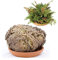 acquaverde | 1 Rosa del Deserto, Pianta di Gerico Simbolo di Rinascita, Resurrezione e Purificazione, Rosa di Jerico per Casa e Decorazioni, Selaginella Lepidophylla Senza Radici e di Facile Cura