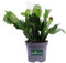 Pianta di Schlumbergera Pianta di Epiphyllum pianta da interno pianta succulenta pianta da fiore pianta ornamentale di Schlumbergera pianta vera venduta da eGarden.store (Bianco)
