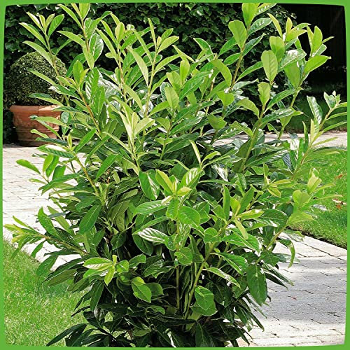 Kirschlorbeer Novita - Hecken Pflanze 60-80 cm immergrün & winterhart als Sichtschutz – Pilzfreie mehrjährige Lorbeerkirsche Prunus Laurocerasus von Garten Schlüter