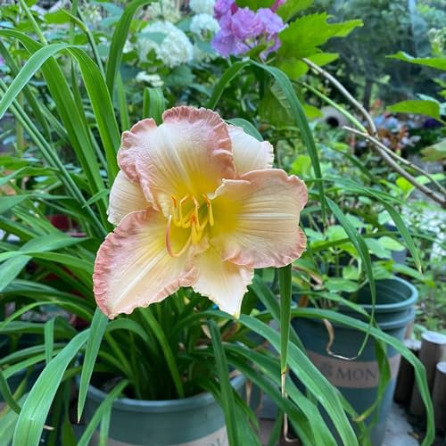 10 pcs taglilien winterhart samen - blumensamen, garten taglilie pflanze kaufen - Hemerocallis Fulva - blumen balkon, bonsai samen blumenbeet, steingartenpflanzen winterhart wildblumensamen,