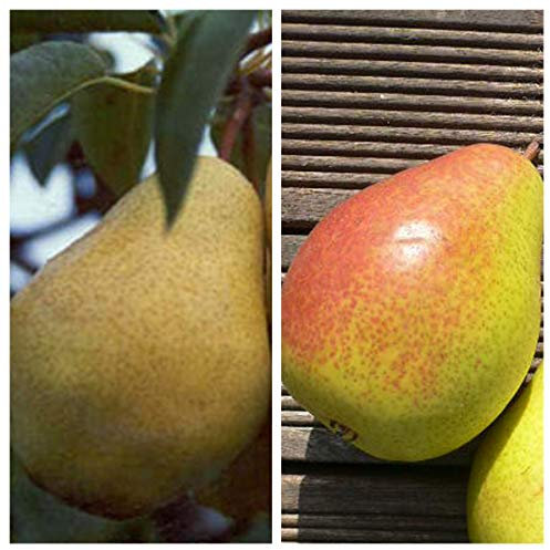 Müllers Grüner Garten Shop Birnenbaum Duo Birnenbaum Williams Christ und Gute Luise Buschbaum 120 cm
