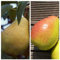 Müllers Grüner Garten Shop Birnenbaum Duo Birnenbaum Williams Christ und Gute Luise Buschbaum 120 cm