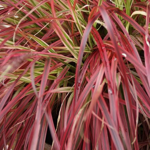 GreenboutiQ - Ziergräser - Uncinia rubra Everflame - Rot - 2 Pflanzen - Immergrün - Wenig Pflege - Topf 17cm Höhe 50cm