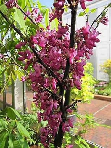 Cercis siliquastrum Bodnant - Judasbaum - Liebesbaum - Herzbaum 40-60