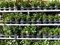 10 Stück Efeu Hedera helix 20-35 cm Heckenpflanze winterhart Kletterpflanze Hecke Sichtschutz blickdicht