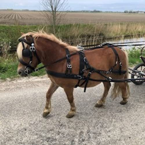 Pagony Nylon Geschirr Schwarz Größe: Mini Shetland