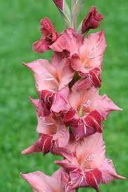 10 Gladioli Gladiolus Soul Summer Flowering Bulbs Plant Perennial Garden