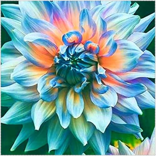 Bulbi di tuberi di dalia,Grazia,Eccellenti ornamenti,Decorativi,acquista tuberi di dalia,piante rare,Bulbi di fiori perenni resistenti,Mix di bulbi di dalia.-10bulbi-F