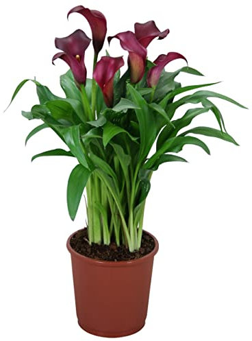 Cala - Zantedeschia - Natural Planta Fácil de Mantener