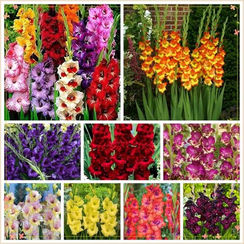 Hochwertige und seltene Blumenzwiebeln, extrem kältebeständig, in verschiedenen Sorten, Bonsai, hervorragende Dekoration für Innen und Garten.-3 gladiolen zwiebeln