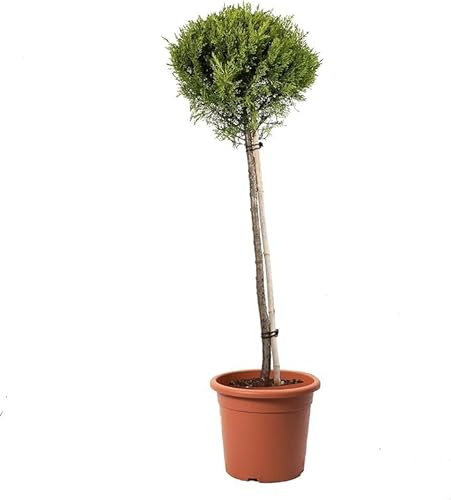 KENTIS - Cupressus Macrocarpa Goldcrest Alberello – Cipresso di Monterey - Piante Vere da Esterno Sempreverdi - Giardino - H 125/150 cm Vaso Ø 30 cm