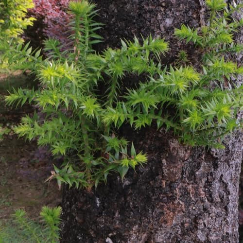 Semillas de araucaria - Araucaria heterophylla plantas en macetas resistentes al exterior semillas organicas variedades antiguas plantas balcón, decoración salón plantas de balcón, 25pcs