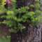 Semillas de araucaria - Araucaria heterophylla plantas en macetas resistentes al exterior semillas organicas variedades antiguas plantas balcón, decoración salón plantas de balcón, 25pcs