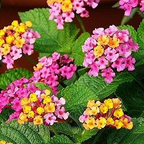 Saterkali Semi di Lantana Camara, 100 Pz/borsa Semi di Lantana Camara Sunshine Prefer Pianta in Primavera Produttiva Onamentale Lantana Camara Piantine per Cortile Seme