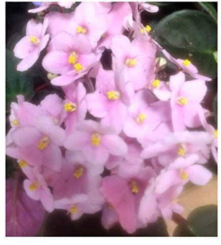 Violeta africana o saintpaulia (maceta 12 cm ø) (Rosado)