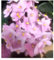 Violeta africana o saintpaulia (maceta 12 cm ø) (Rosado)