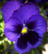 Portal Cool ???? Lotto 50 semi zzero pensiero blu/viola Cuore nero