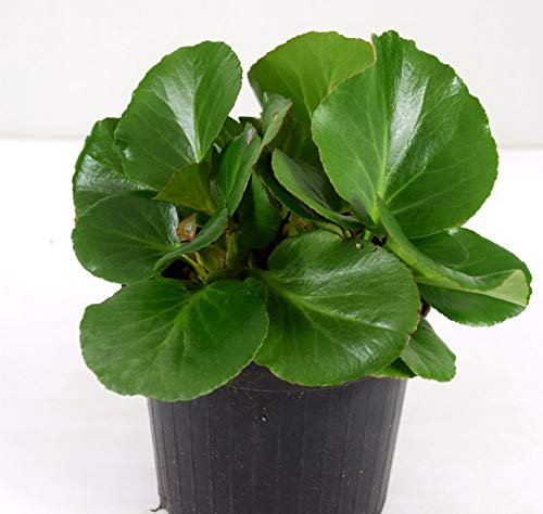 Pianta Bergenia Cordifolia, Vaso 14cm, Altezza 30cm