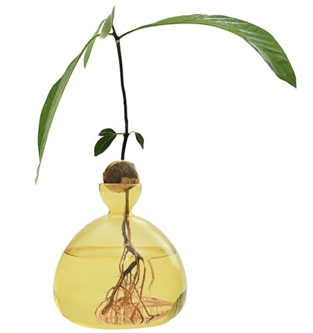 Avocado Samen Pflanzgefäß Vase 14 X 14 cm Aufzucht-Glas Klare Avocado Baum Anbauvasen Avocado Baum Anbau Geschenk Für Drinnen Und Draußen