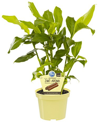 Zimt-Aroma, Zimtaroma-Pflanze, Elettaria cardamomum, frisches Zimt-Aroma, im 12 cm Topf