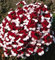 Rot-Weiße Nemesie 40 Samen, Dänische Flagge, Elfenspiegel Samen (Nemesia Danish Flag)