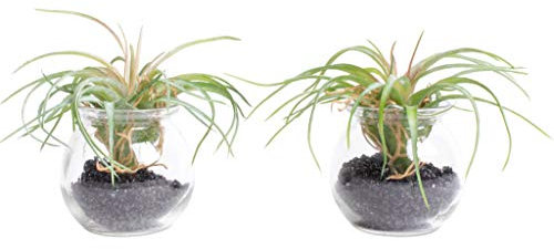 Nova-Nature künstliche Pflanzen im Glas (2 Stück) (Tillandsie)