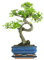 Bonsai Baum mit Keramik Blumentopf - Ligustrum, Ficus, Carmona, Podocarpus, Chinese elm - ca. 6-9 Jahre (15 cm Schale ca. 6 Jahre, Chinese elm P15 S)