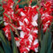 Bulbi di gladiolo. Piante di gladiolo di colori misti.Alto valore ornamentale.- Perenne resistente al freddo.Ricca di colori di fiori.-5 bulbi-E