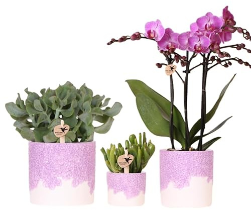 violette Vienna Orchidee + 2 Grünpflanzen inkl. Übertöpfe 3 Pflanzen 12 cm
