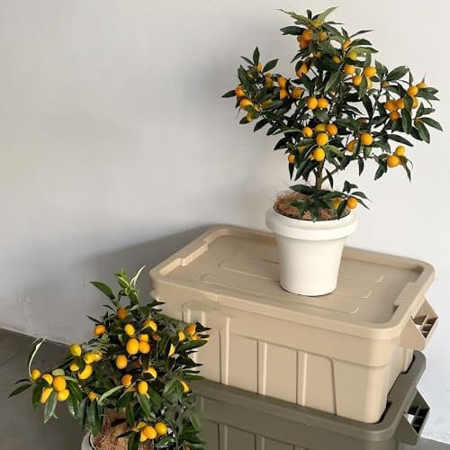 150 pcs kumquat samen kaufen - Citrus japonica - säulen obstbäume, pflanze kumquat baum pflanze zwergobstbäume, zimmerpflanze pflanzensamen, samen zimmerpflanzen balkonpflanzen winterhart,