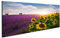 Bild Bilder auf Leinwand Lavendel und Sonnenblumen Felder, Provence Wandbild, Poster, Leinwandbild NTG