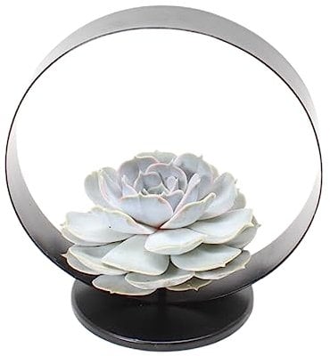 ROOTLESS by Aloe Demi | echte Sukkulent lilac auf Tisch Deko Metall Standard Ø20 cm | Echeveria Lilacina Ø12-14 cm - 5 cm | echte Sukkulent Pflanzen | Succulenten | Kakteen | Sukkulent | Kaktus