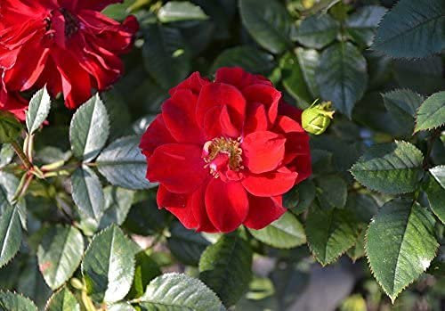 20pcs Red Rugosa Rose Flower Seeds: Seeds:Seeds