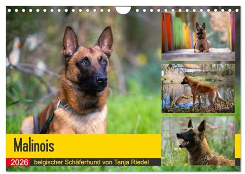 Malinois - belgischer Schäferhund (Wandkalender 2026 DIN A4 quer), CALVENDO Monatskalender: Malinois die sensiblen Kraftpakete, diese Hunderasse hat ... treuer und sensibler Freund (CALVENDO Tiere)