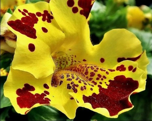 PREMIER SEEDS DIRECT - MIMULUS TIGRINUS - 0.6 GM Approx 12,000 Finest Seeds - Monkey Flower