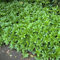 Pachysandra terminalis Dickmännchen Schattengrün Bodendecker winterhart im Topf 3-5 Triebe (20)