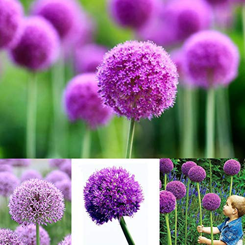 yanbirdfx Blumen Samen für Garten und Balkon-40 Stück lila Riesen Allium Samen Giganteum Zwiebel Blume Pflanzen Garten Dekor
