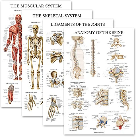 Palace Learning Anatomisches Poster-Set, laminiert, Muskulatur, Skelett, Bänder der Gelenke, Anatomie der Wirbelsäule, laminiert, 45,7 x 61 cm, 4 Stück