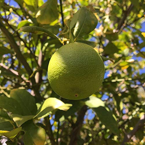 Germinazione I Semi: 10+ Key Lime Biologica di agrumi Semi, Farm Fresh, Pronto a Cresıper la Birra Corona