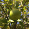 Germinazione I Semi: 10+ Key Lime Biologica di agrumi Semi, Farm Fresh, Pronto a Cresıper la Birra Corona