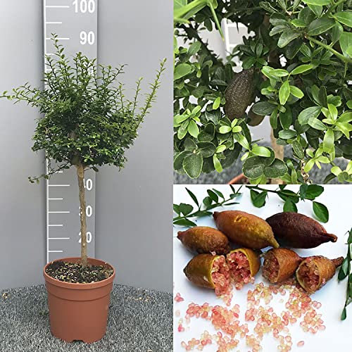 SAVINI VIVAI Pianta di Limone Caviale Rosa Albero di Agrumi Finger Lime Limone ad Alberello in Vaso 20 cm Altezza 50-70 cm 2 Anno di Innesto Made Italy