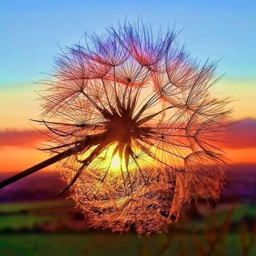 DAERLE Diamond Painting Löwenzahn, 5D Diamant Painting Bilder Löwenzahnblüte mit Sonnenuntergang Set Erwachsene, DIY Diamant Malen nach Zahlen für Wohnzimmer Schlafzimmer Büro Wand Dekoration 30x30cm