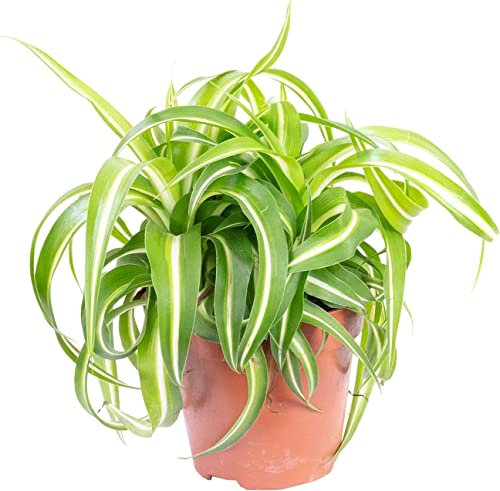 Lazo de Amor Planta Natural de Fácil Cuidado Resistente a Altas Humedades
