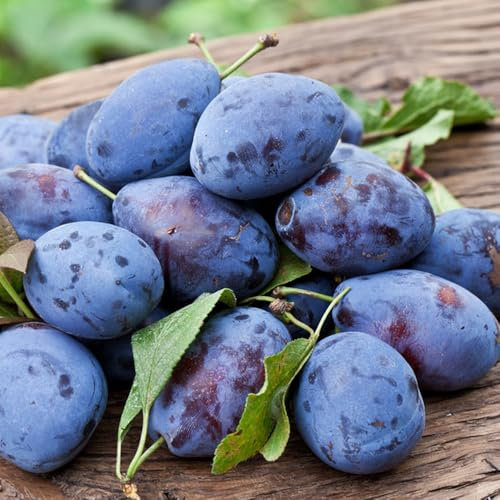 pflaumenbaum kaufen samen, pflaume baum samen, frisches obst, deko wohnzimmer pflaumen samen bonsaibaum, hochbeet samen, schnell wachsende sträucher säulenobst balkonpflanzen, 35pcs