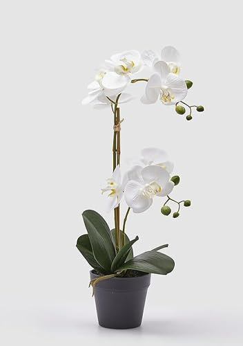 EDG Enzo De Gasperi Enzo De Gasperi Orchidea Phalaenopsis con Vaso Ramo x2 Artificiale H 53 Cm White
