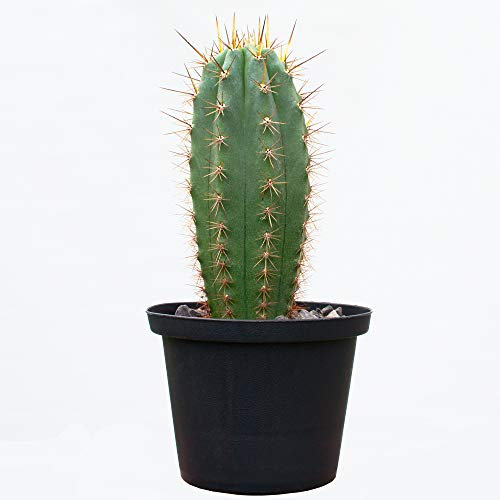 lophophora-williamsii.de Trichocereus pachanoi (San Pedro, 8 cm)