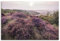 ARTLAND Wanddeko Leinwand Bilder Wandbild 90x60 cm Landschaften Küste Strand Pflanzen Heidekraut Blumen Sylt Friesland U4XW