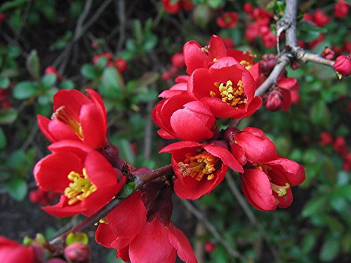 (20) giapponese mela cotogna fioritura Seeds - Chaenomeles japonica